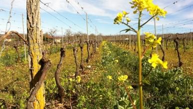 Vignoble Glanes vallée de la Dordogne