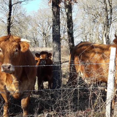 Vaches