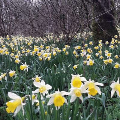 Bois de Jonquilles