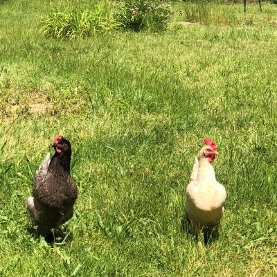 Poules